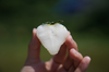 食べる宝石！手島農園オリジナル品種の「冷凍白いちご」