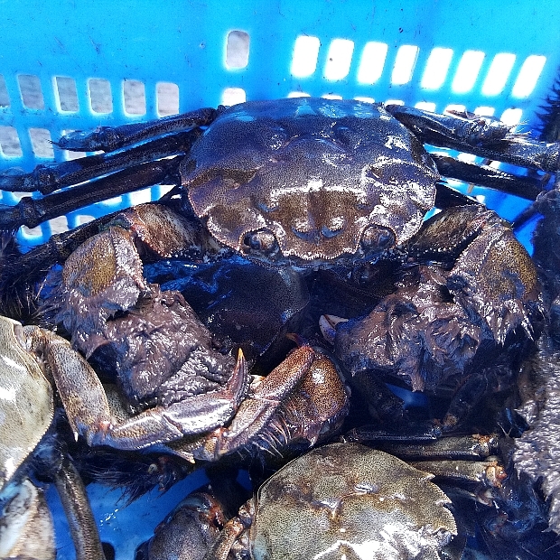 水なしタイプ 海で獲れたモクズガニ 大サイズ1ｋg/2ｋｇ ツガニ もくず