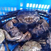 水なしタイプ 松島のモクズガニ 大サイズ1ｋg～ ツガニ もくずがに 