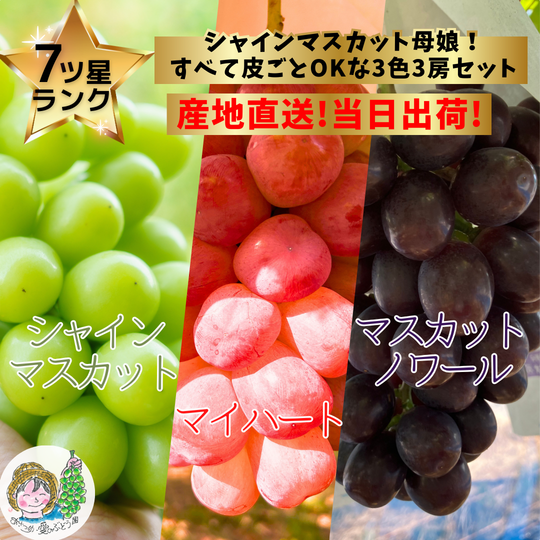 シャイン品種3色ぶどうセット シャインマスカット＋マイハート＋