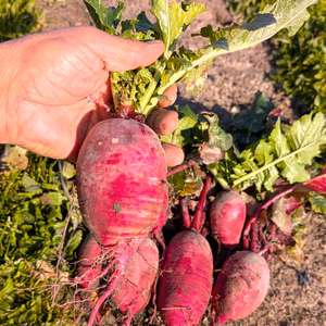 中も真っ赤なミニ大根(紅くるり）　農薬不使用栽培