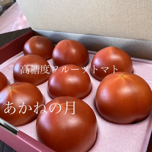 期間限定高糖度フルーツトマト　超熟収穫糖度10度以上