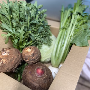 鈴木清友農園栽培時農薬不使用野菜詰め合わせ60