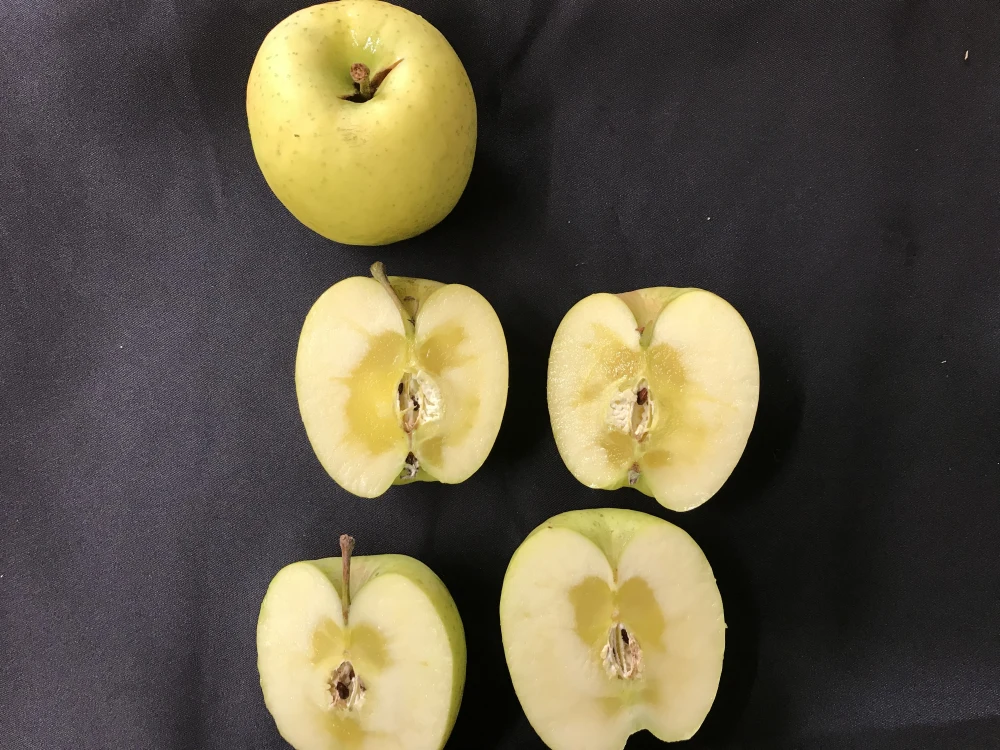 【数量限定】青森県産りんご「黄金ふじ」　家庭用 きずあり 5kg 【希少品種】
