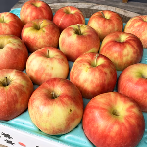 訳ありご家庭用 ジョナゴールド 農薬5割減　特別栽培認証取得　葉とらず栽培