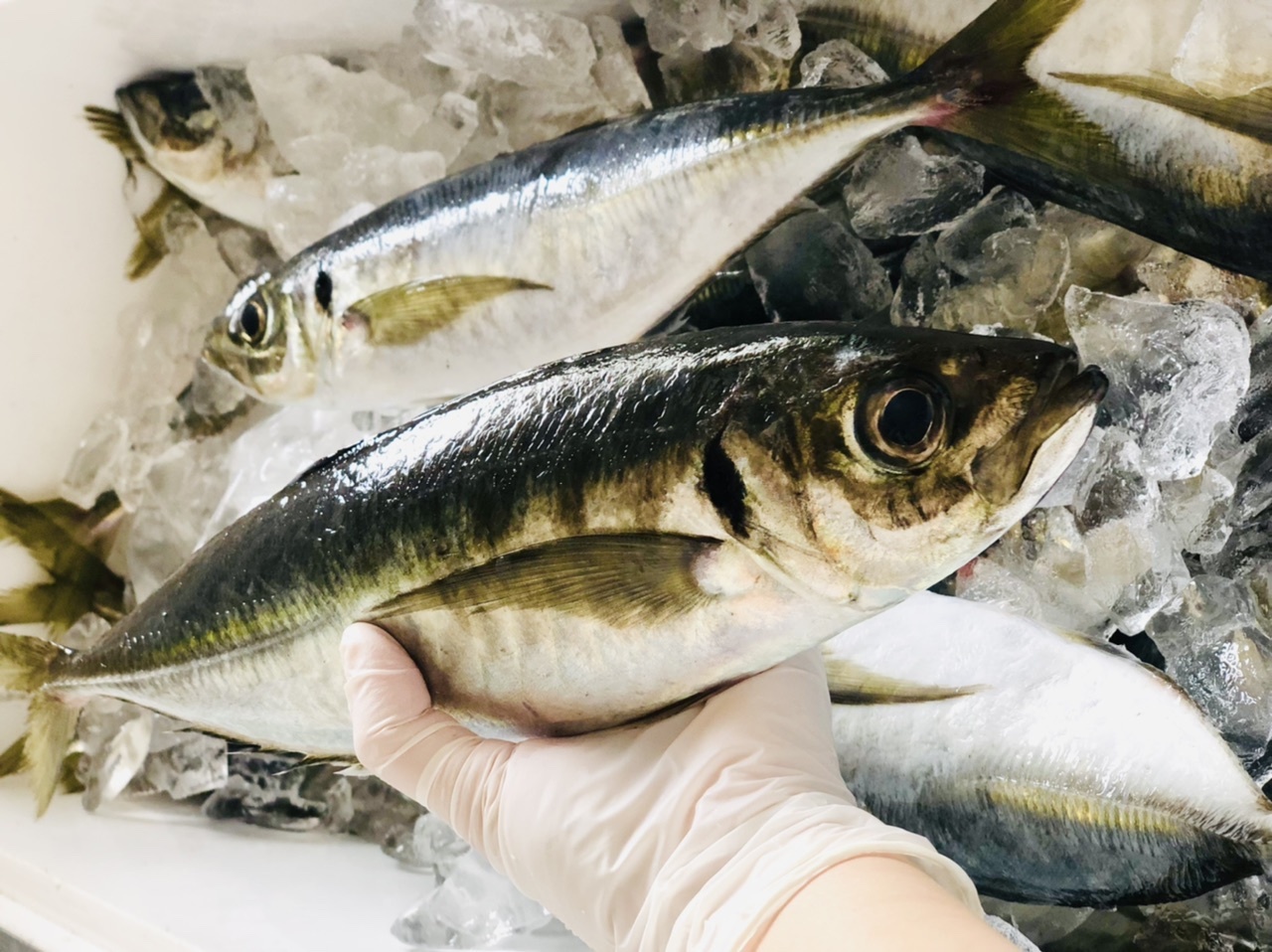 家呑みの格が上がる 富山天然魚の昆布〆セット 追記から選べる 農家漁師から産地直送の通販 ポケットマルシェ