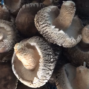 天然原木栽培椎茸　本日は1名様‼️約600g 秩父からお届けします