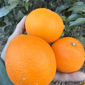 【今が食べ頃】瀬戸田ネーブル｜貯蔵完熟｜家庭用（サイズ混合）