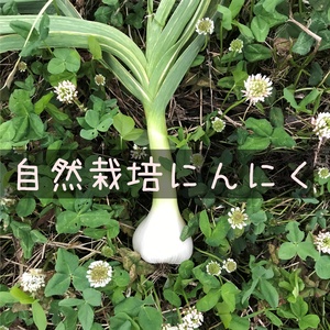 【自然栽培】にんにく12玉★農薬・肥料不使用｜ニンニク｜R3年産