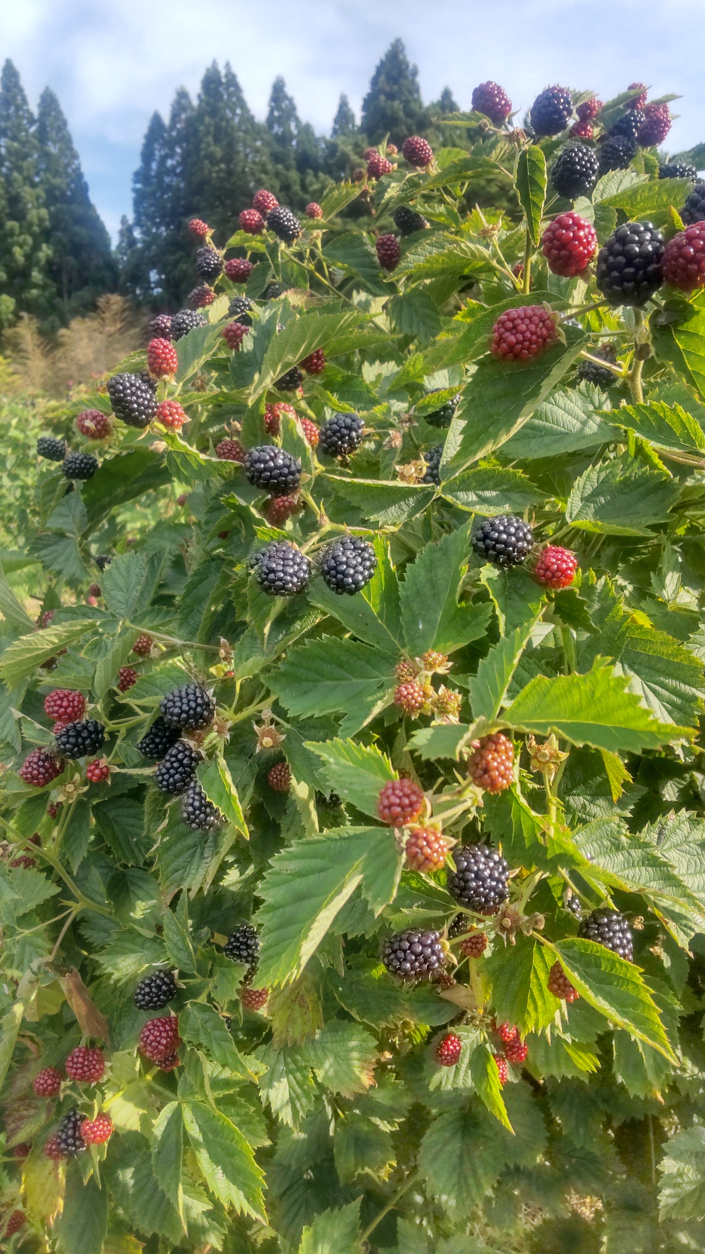 ブラック ベリー （500g)冷凍｜果物の商品詳細｜ポケットマルシェ