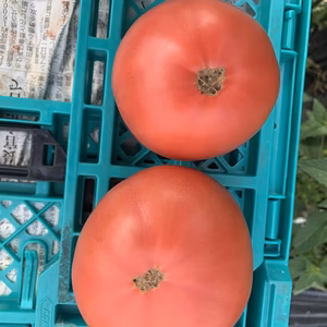 完熟王様トマト　訳あり