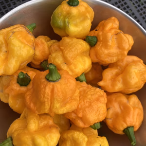 『常温発送』季節限定！激辛生唐辛子５００g『スコッチボネット　イエロー』