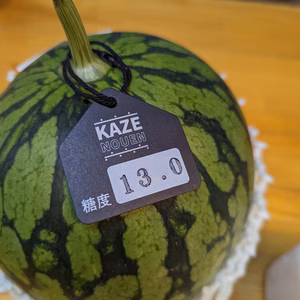 【糖度表示タグ付】空中栽培のスイカ