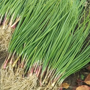淡路島産　赤玉ねぎ苗　400本　品種　くれない
