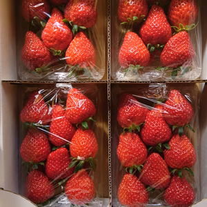 完熟 いちご (大) 4パック入