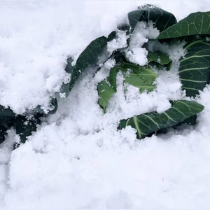 「珠玉の緑宝、越冬キャベツ」兵庫県香美町産雪ぶとんキャベツ