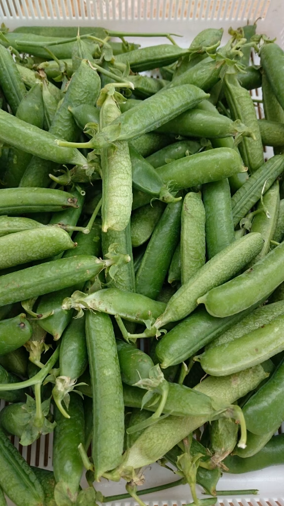 莢付き実えんどう800g