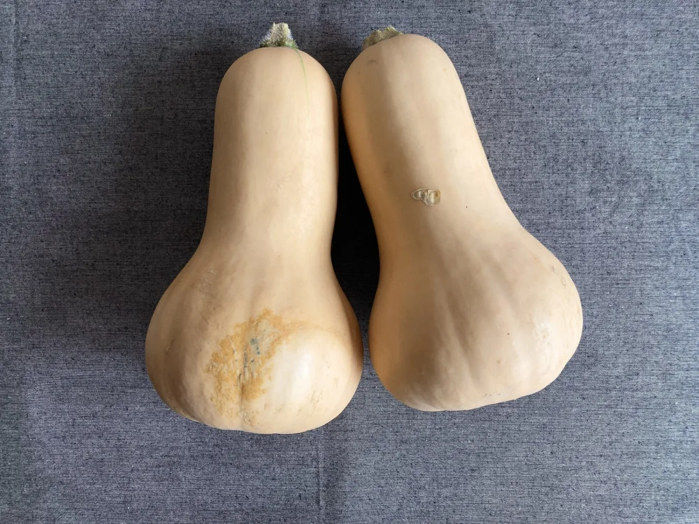 【訳あり】バターナッツ（4個、約4.5kg）　＜栽培期間中農薬不使用＞