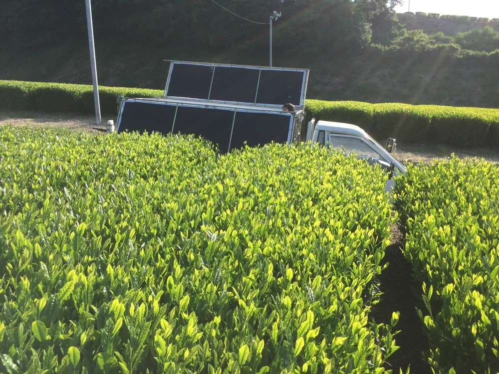 新茶‼︎ 静岡県掛川産 世界農業遺産 深蒸し茶 たっぷり200g