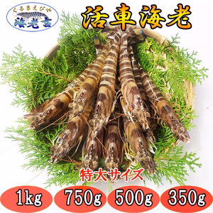 【大サイズ厳選】熊本県産 活き 車海老 生きたままお届けで鮮度抜群！