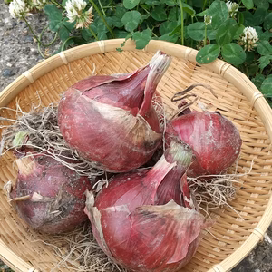 【1000円ぽっきり!】【栽培期間中農薬不使用】の赤玉新玉シャキシャキ美味しい!