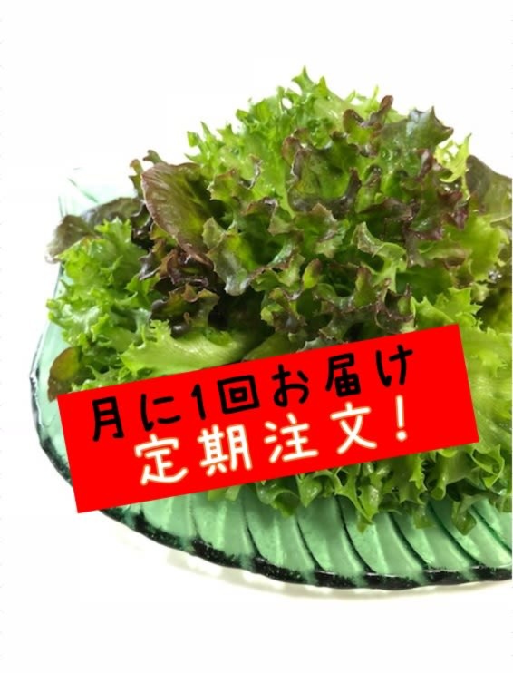 ☆定期お申込はこちら☆【レタスセット定期便】月に1回お届け