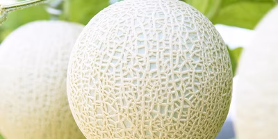 【スタッフ注目の新着商品4/5】皮際まで甘いマスクメロン🍈に、濃厚❗生でも◎なスイートアスパラなど