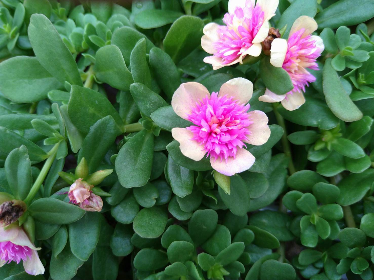 八重咲きポーチュラカ やえぽー｜花・観葉植物の商品詳細｜ポケット