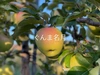 今が旬！【黄色りんご食べ比べセット】