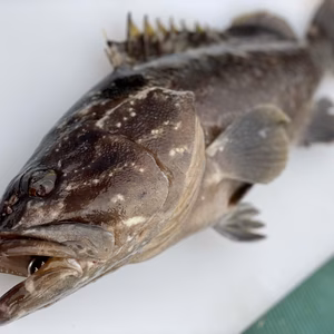 【松島産】幻の天然クエ （1.8kg）