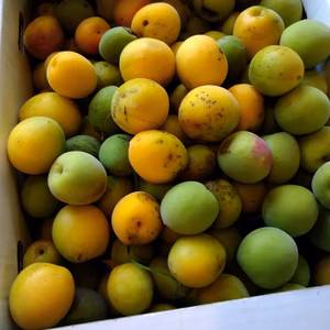 佐布里梅、南高梅、在来種　品種大きさ不選別