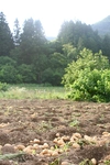 訳あり　ちびっこ…　農薬不使用　無施肥栽培ジャガイモ　ダンシャク