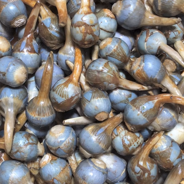 【能登野菜】神子原くわい(ミニ)