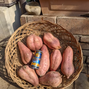 5kgも入って税別1600円!大きめやちょっとキズあり熟成安納芋2Lサイズ！