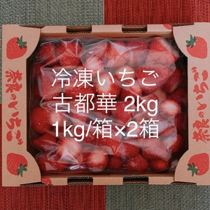 豊作記念❗️限定20セット特別価格 冷凍イチゴ 「古都華」2kg ☆冷凍便☆