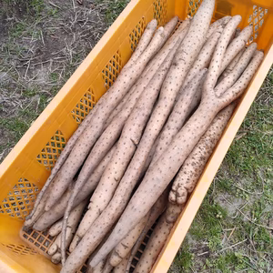 【家庭用】砂丘ながいも 長芋 とりたて 3kg 5kg 10kg 山芋 根菜