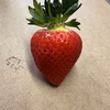 【乳酸菌で育てたいちご】いちご 父の日 イチゴ ギフト ストロベリー 
