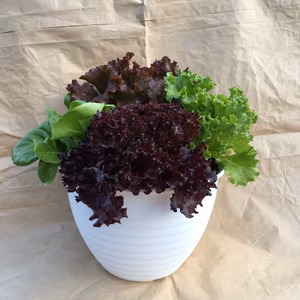 おうちで育てよう♡生きてるサラダ♡レタスのサラダポット（丸鉢4株）