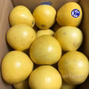 【2024春販売終了】黄色い芳香柑橘 天草の文旦：パール柑