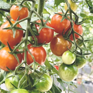 数量限定！【訳あり】ラブリーさくら【1kg・3kg】