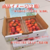 【南信州 松川町産】旬の朝採り“完熟さくらんぼ” 注文から３日以内に発送便