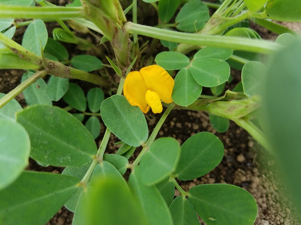 落花生100％ペースト　160ｇ
