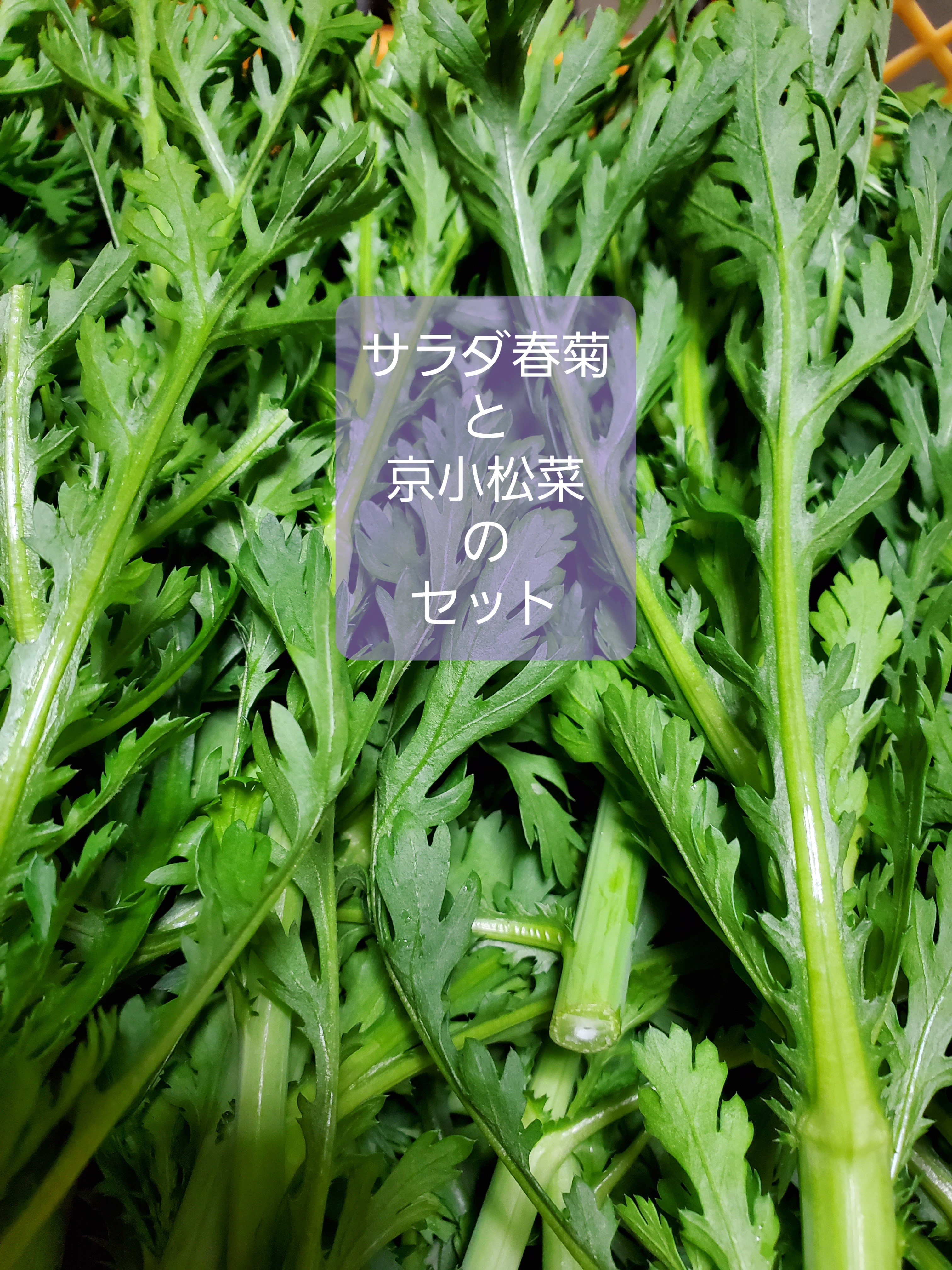 鍋が美味しい季節です。 やわらか春菊と京小松菜のセット | 農家漁師から産地直送の通販 ポケットマルシェ