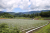 【令和２年産・花豆】群馬・六合の100年続く高原農家の伝統花豆