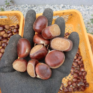 渋皮が剝きやすい栗 白栗　農薬不使用