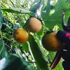 【熱海産♨無農薬】無添加ドライ柿チップス 2種食べ比べセット