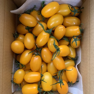 アイコイエロー♪最長日変更♪【新鮮！、プチっと美味しいトマトを目指して〜】