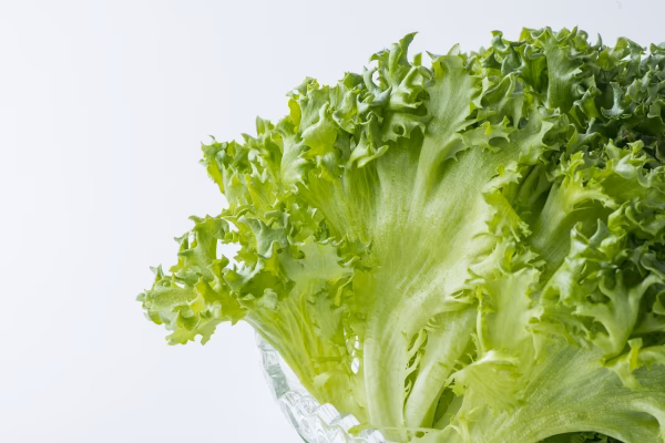 【送料無料!!】レタス9袋+おまけ【限定20セット】