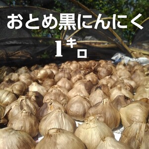 ☆生にんにくおまけ付き☆ おとめ黒にんにく1キロ (熊本産 農薬不使用)