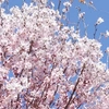 瀬戸の花はちみつ「桜」「みかん」セット160ｇ×2